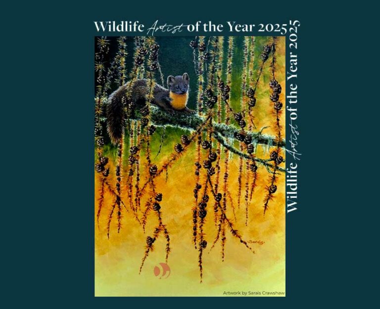 فراخوان رقابت هنری Wildlife Artist of the Year 2025